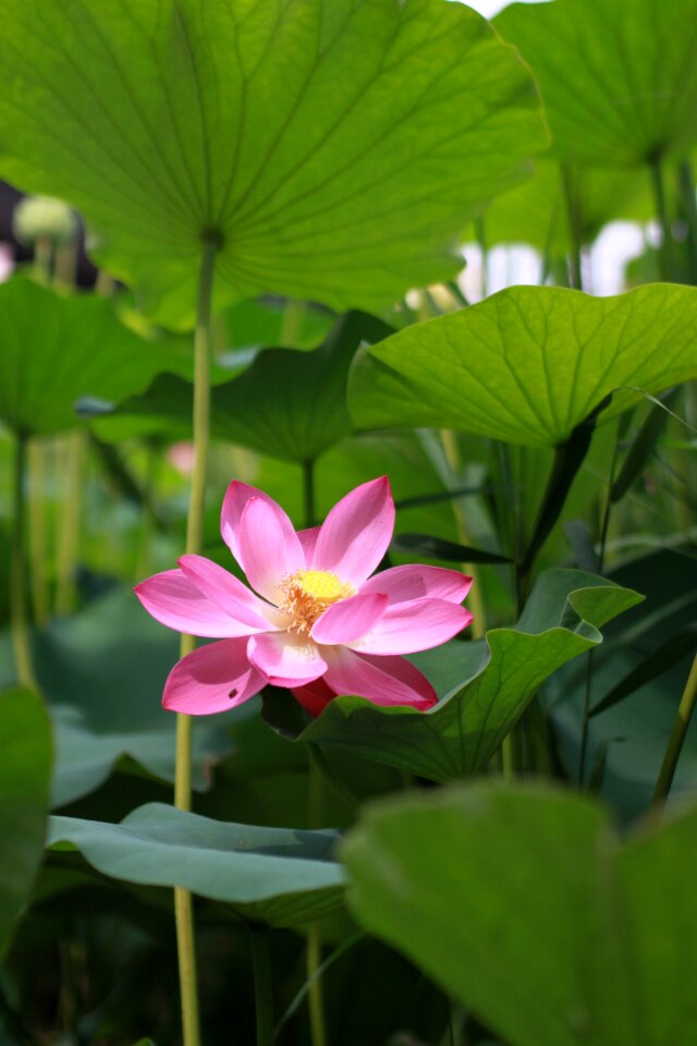 Nature flowers plants