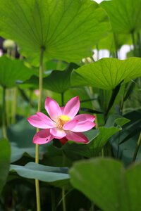 Nature flowers plants