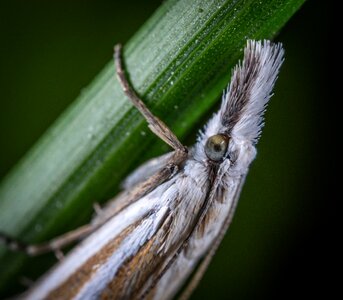 Mol moth macro