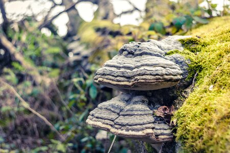 Forest autumn mushroom
