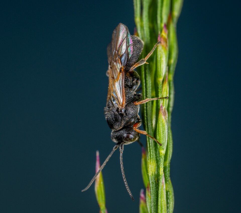 Insect bespozvonochnoe wings