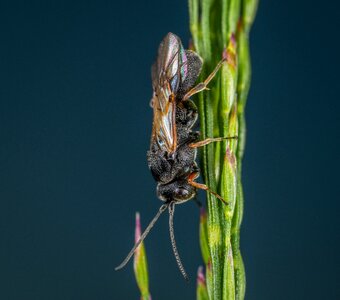 Insect bespozvonochnoe wings