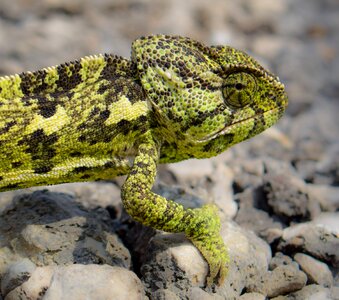 Nature reptile camouflage