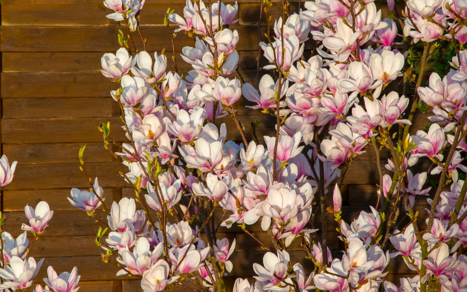 Color floral magnolia