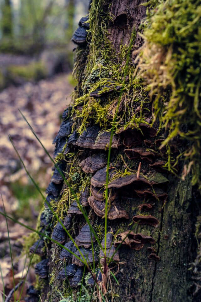 Forest autumn mushroom