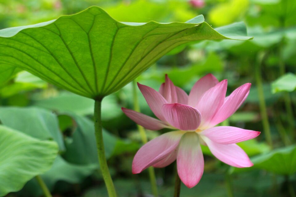 Nature flowers plants