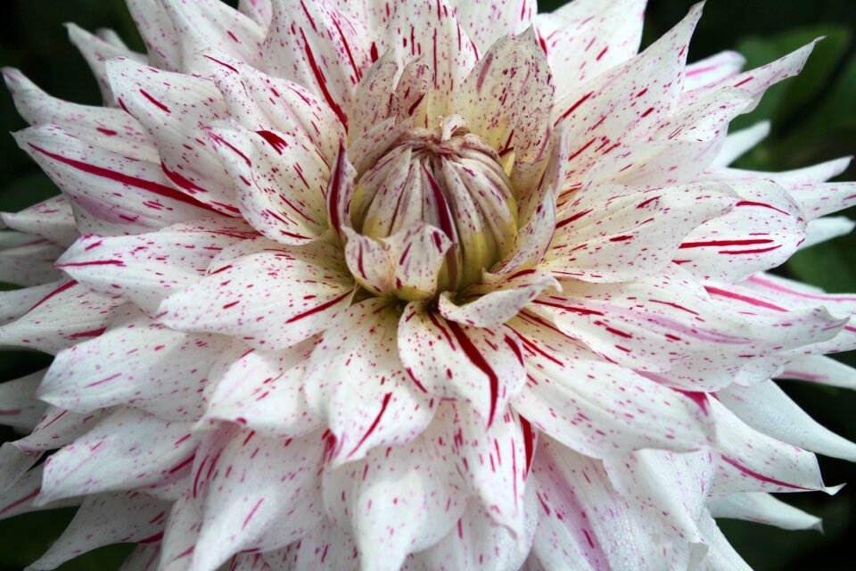 Flowers petals botany