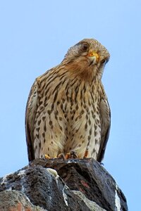 Falcon bird bird of prey photo