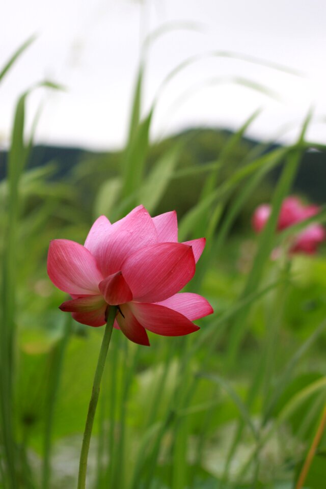 Nature flowers plants