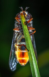 Fly gorzalka abdomen photo