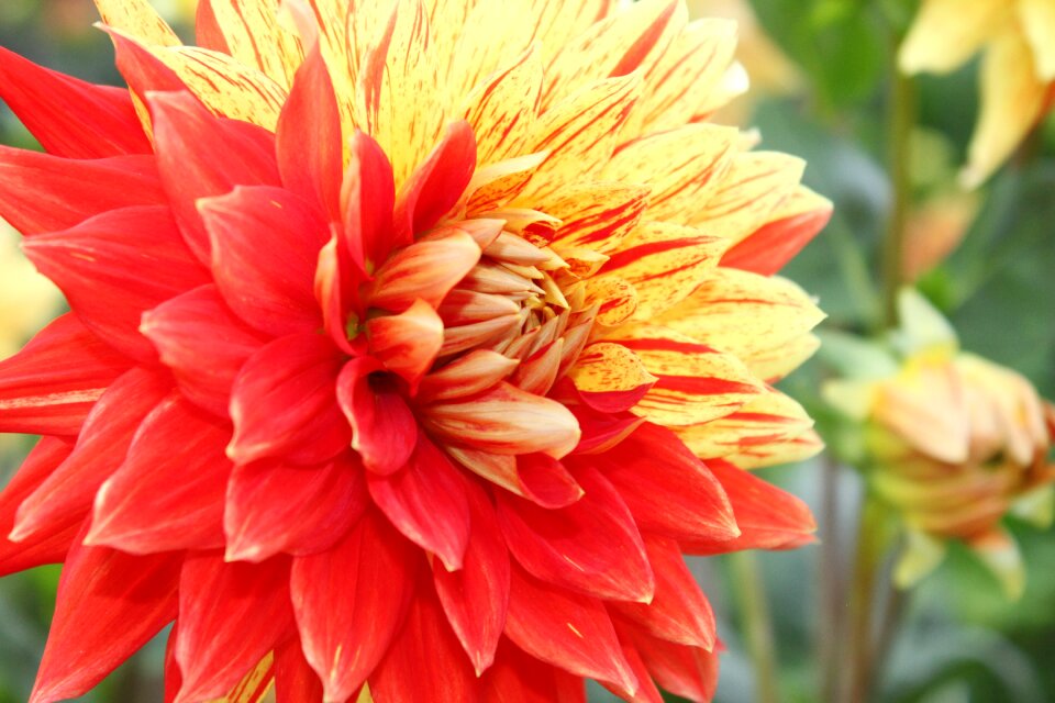Flowers petals botany