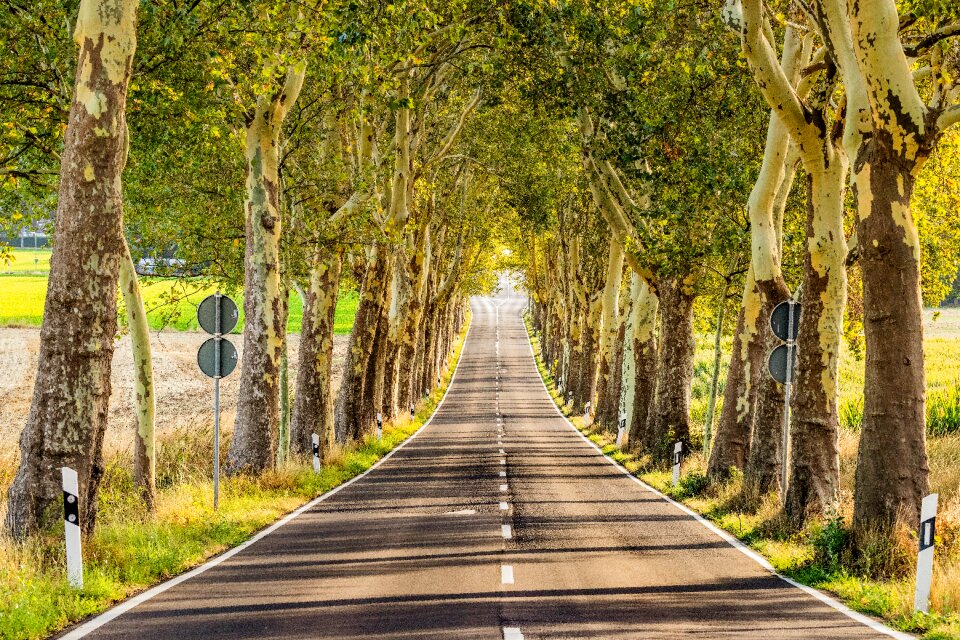 Trees nature tree lined avenue