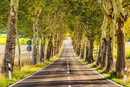 Trees nature tree lined avenue