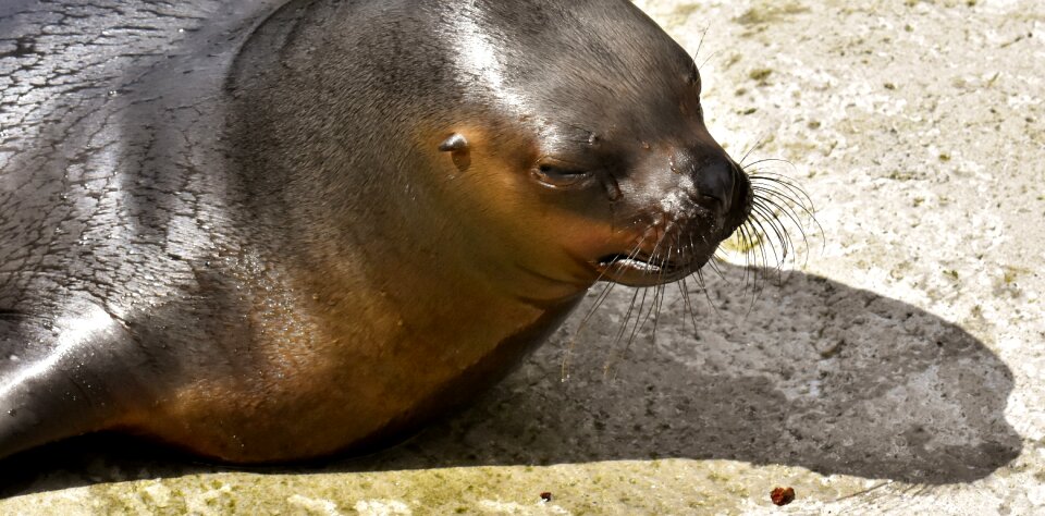 Snout swim water