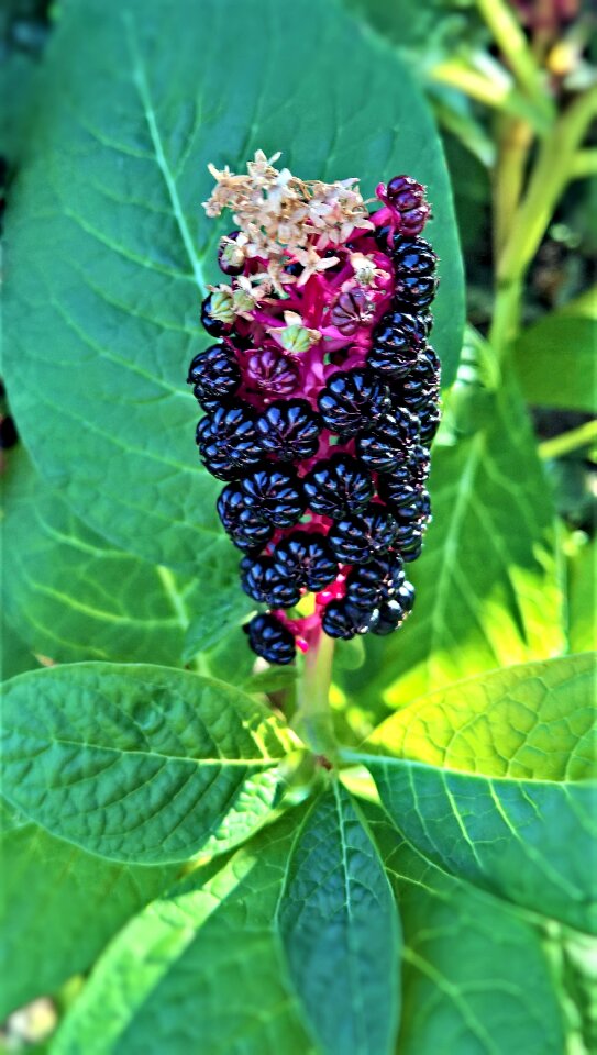 Medicinal plant shrub garden