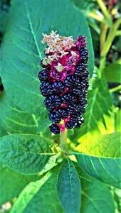 Medicinal plant shrub garden