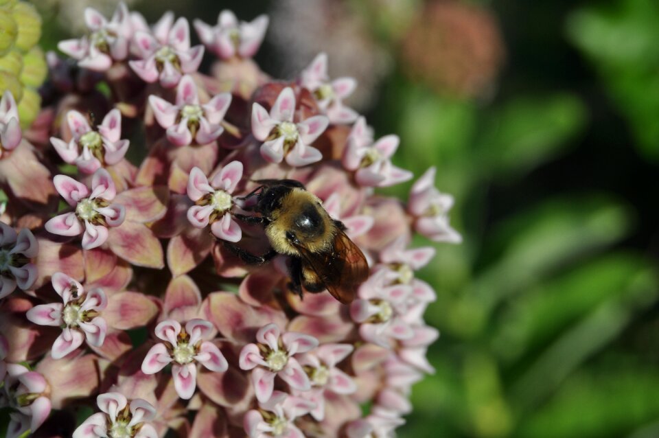 Bloom insect nature