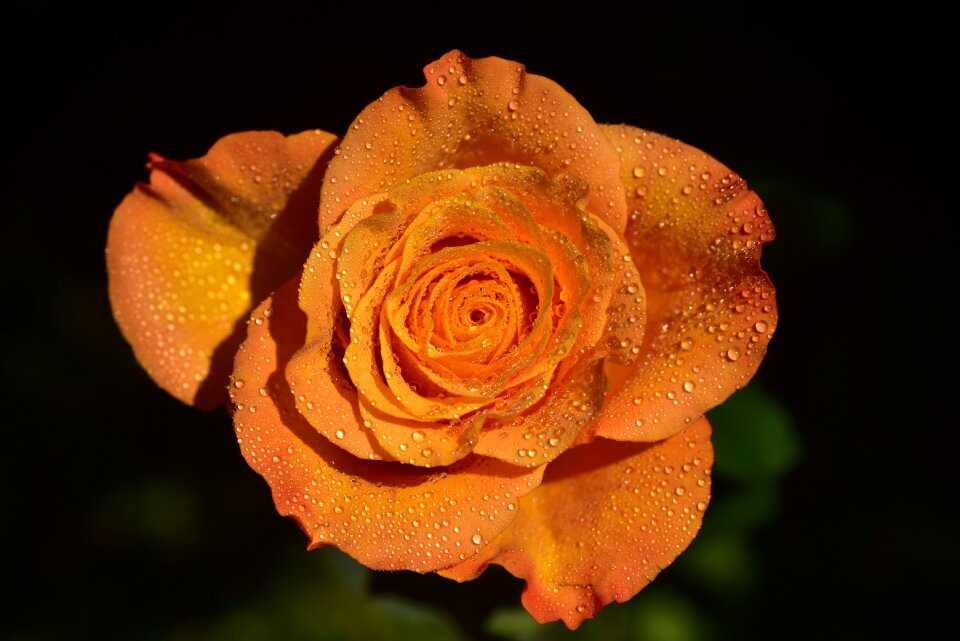 Blossom bloom rose bloom