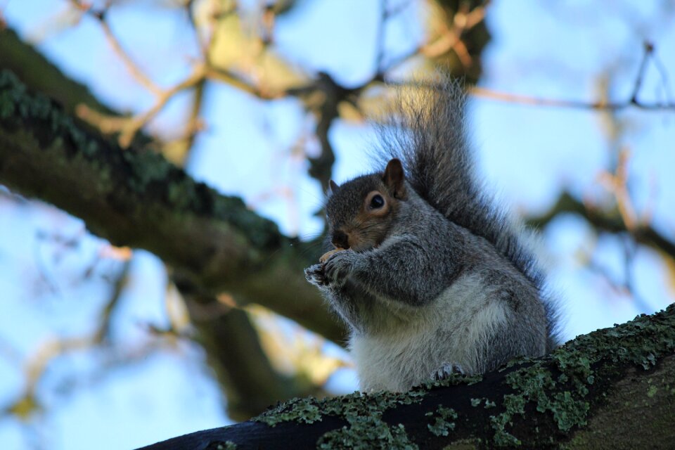 Squirrel animal wildlife
