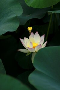 Nature flowers plants