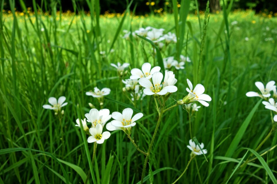 White flower plant blossom