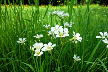 White flower plant blossom