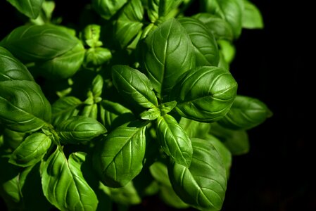 Spice green plant
