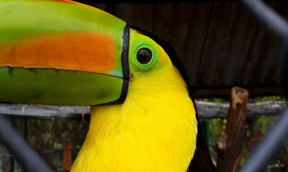 Zoo animals exotic bird