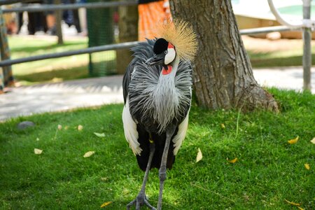 Uganda feather beak