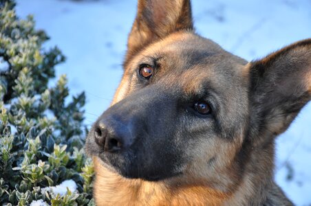 Winter shepherd animal