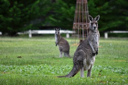 Animal marsupial australia