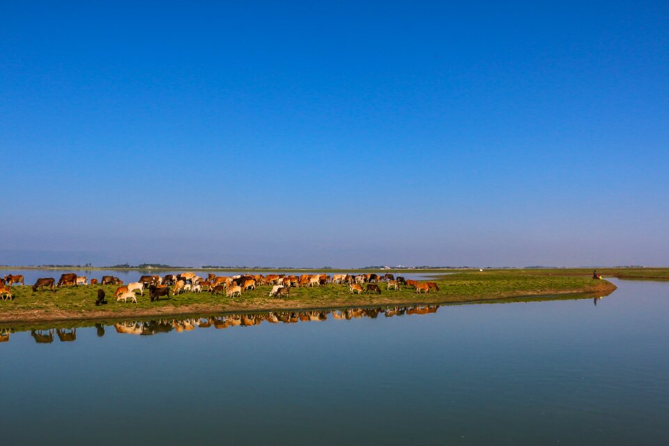 Landscape nature cattle