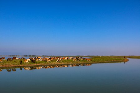 Landscape nature cattle