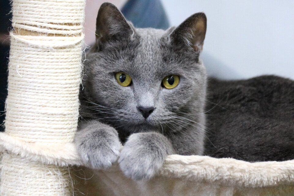 Cute cat pet