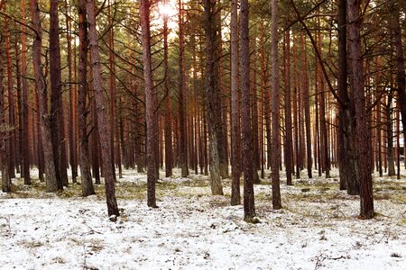 Pine forest pine trees photo