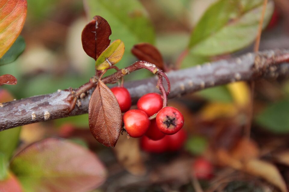 Autumn natural fruits