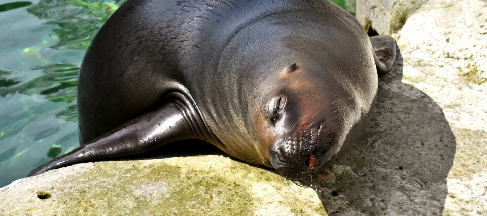 Snout swim water