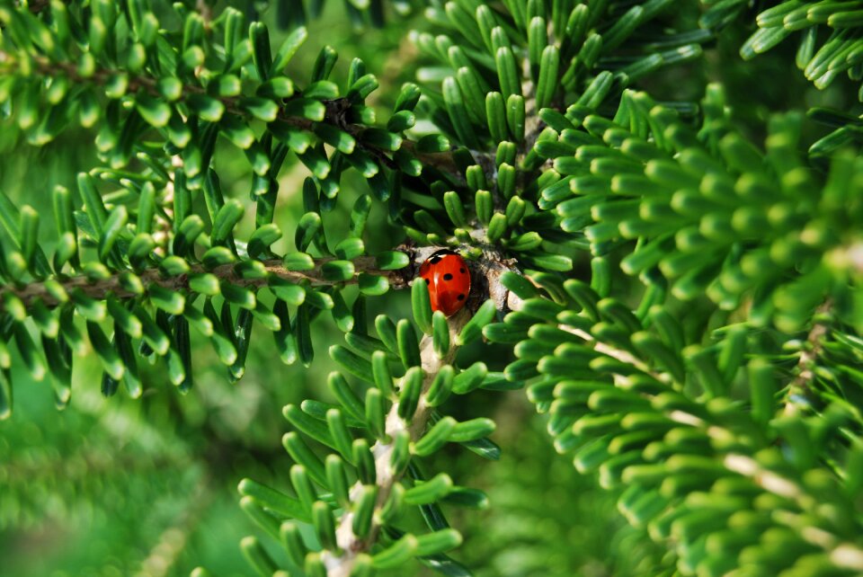 Korean fir nature summer
