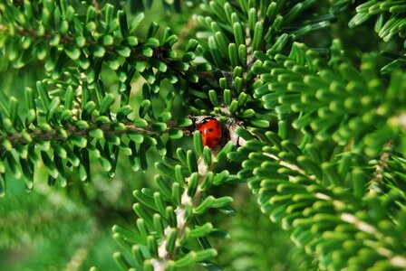 Korean fir nature summer
