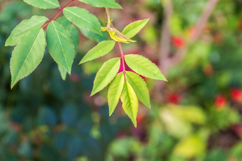 Leaves summer environment