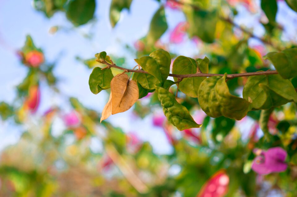 Leaves summer environment