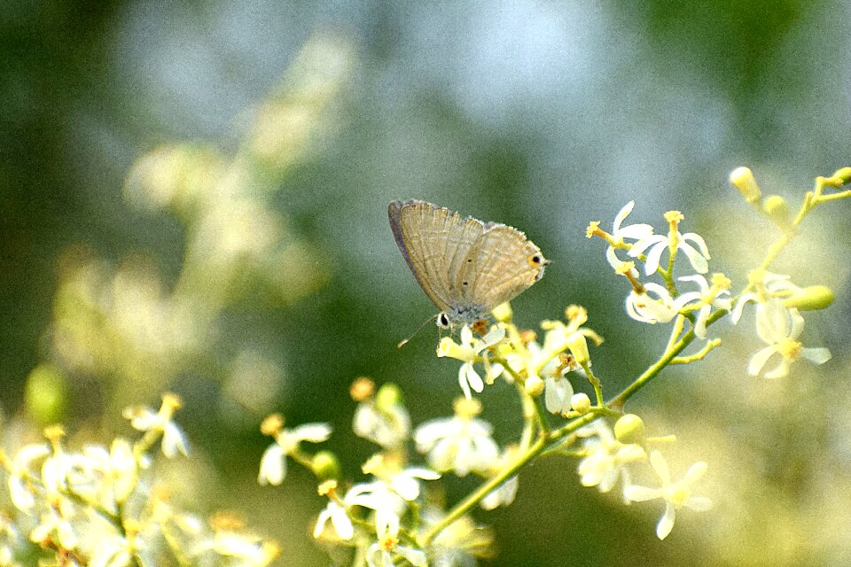Insect nature blossom