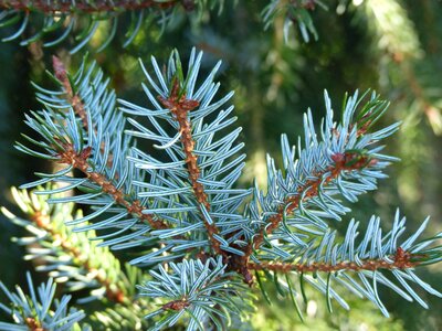 Gardening silver coniferous