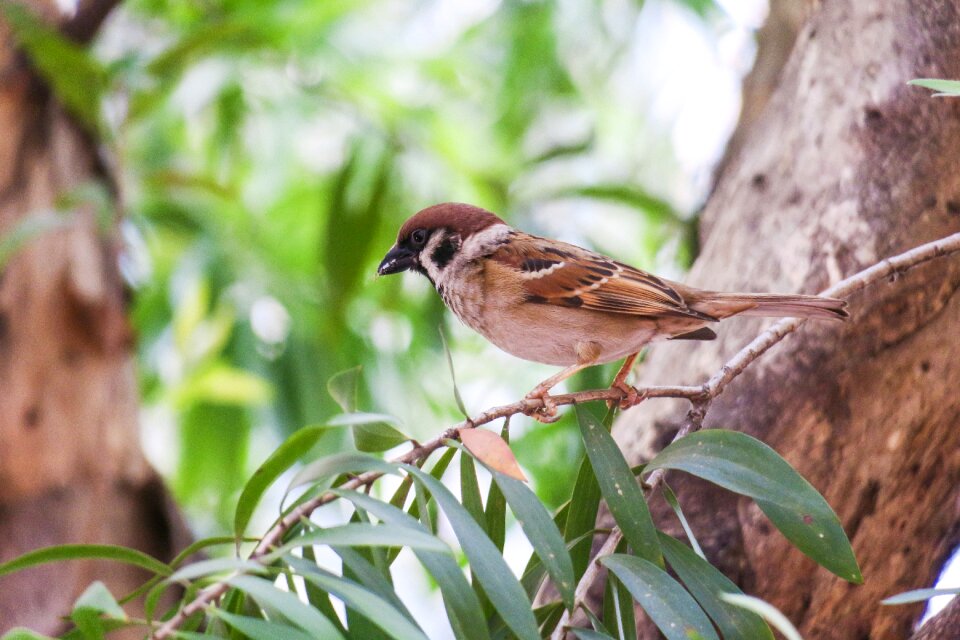 Tree outdoor animal
