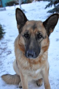 Winter pet shepherd photo