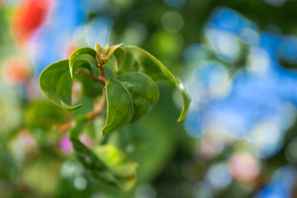 Leaves summer environment