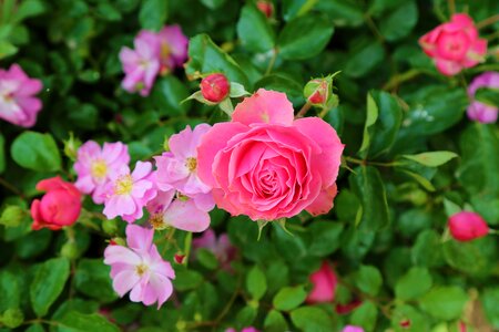 Nature the rose garden garcia photo