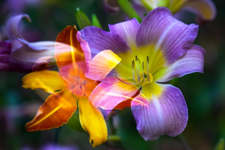 Bloom lilium bulb