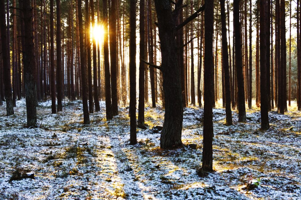 Winter pine forest pines