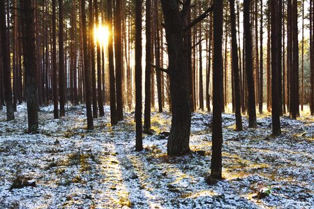 Winter pine forest pines photo